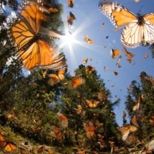 a flurry of monarchs in michoacan